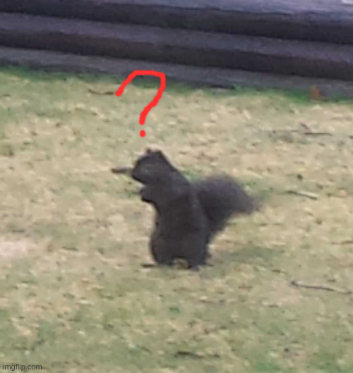 Squirrel! | image tagged in squirrel | made w/ Imgflip meme maker