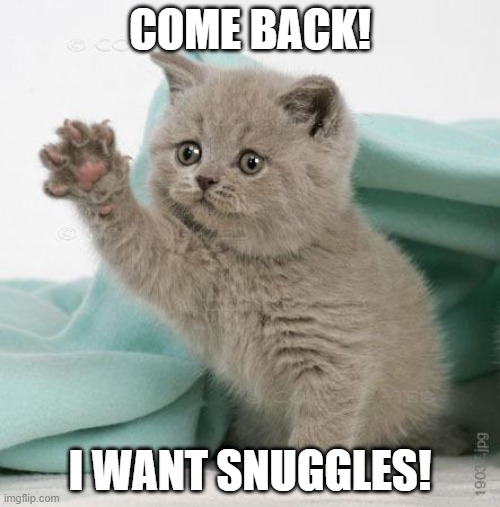 sad kitten | COME BACK! I WANT SNUGGLES! | image tagged in sad kitten | made w/ Imgflip meme maker
