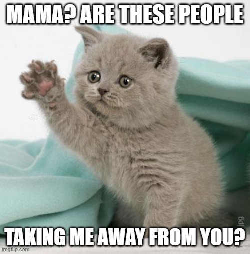 sad kitten | MAMA? ARE THESE PEOPLE; TAKING ME AWAY FROM YOU? | image tagged in sad kitten | made w/ Imgflip meme maker