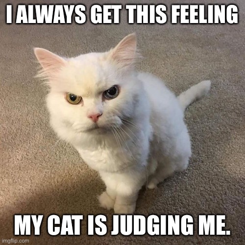 Judging cat | I ALWAYS GET THIS FEELING; MY CAT IS JUDGING ME. | image tagged in judging cat | made w/ Imgflip meme maker