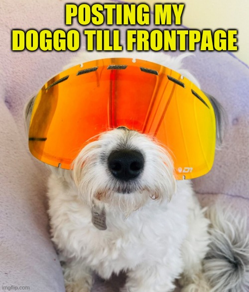 Pogdog | POSTING MY DOGGO TILL FRONTPAGE | made w/ Imgflip meme maker