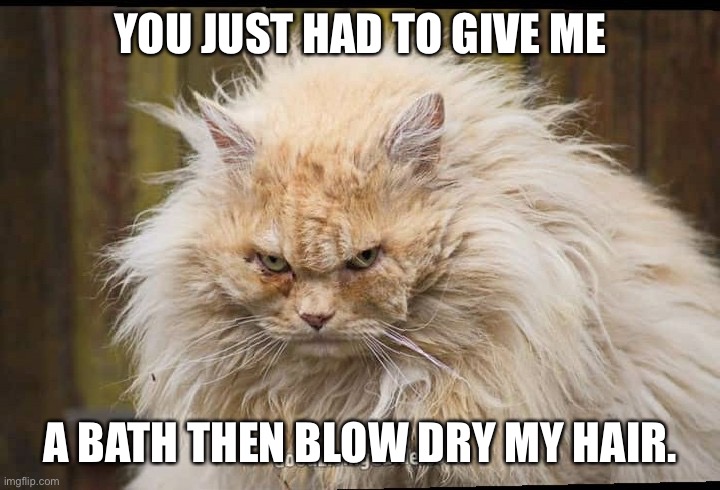 Karen's cat | YOU JUST HAD TO GIVE ME; A BATH THEN BLOW DRY MY HAIR. | image tagged in karen's cat | made w/ Imgflip meme maker