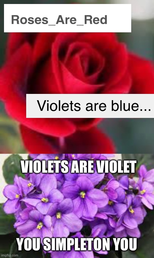 That’s why they’re called Violets (mod note):nice tags | VIOLETS ARE VIOLET; YOU SIMPLETON YOU | image tagged in roses are red,no offense meant,just thought of this rhyme,my dads car has a dent,nice | made w/ Imgflip meme maker