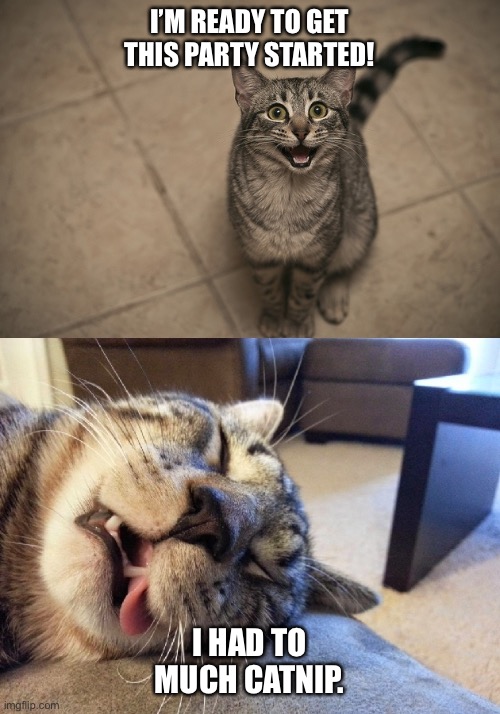 excited exhausted cats | I’M READY TO GET THIS PARTY STARTED! I HAD TO MUCH CATNIP. | image tagged in excited exhausted cats | made w/ Imgflip meme maker