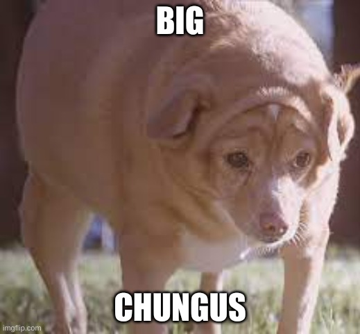 Big Chungus, The dog's name is Gracie btw and if you search "Gracie fat chihuahua" you will find more :) | BIG; CHUNGUS | image tagged in big chungus | made w/ Imgflip meme maker