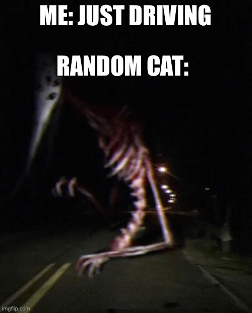 The God of roadkill | RANDOM CAT:; ME: JUST DRIVING | image tagged in the god of roadkill | made w/ Imgflip meme maker