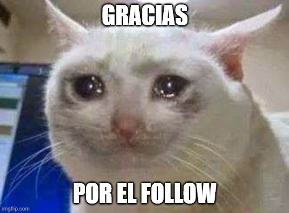 Gato llora | GRACIAS; POR EL FOLLOW | image tagged in gato llora | made w/ Imgflip meme maker