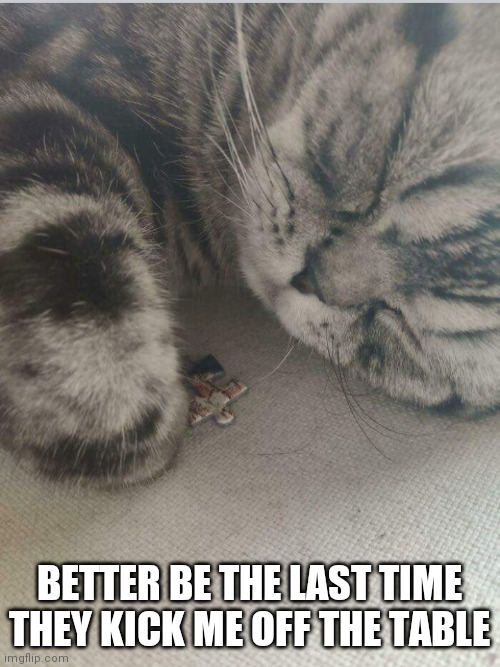 NOT GONNA LET THEN FINISH THEIR PUZZLE | BETTER BE THE LAST TIME THEY KICK ME OFF THE TABLE | image tagged in cats,funny cats | made w/ Imgflip meme maker