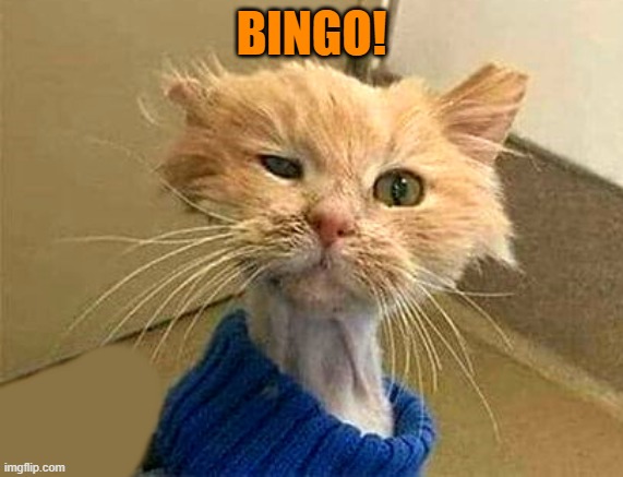 BINGO! | image tagged in wtf-cat | made w/ Imgflip meme maker