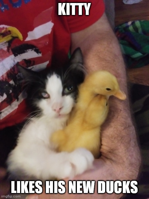NEW FRIENDS | KITTY; LIKES HIS NEW DUCKS | image tagged in ducks,duck,cats | made w/ Imgflip meme maker