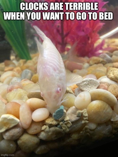 CLOCKS ARE TERRIBLE WHEN YOU WANT TO GO TO BED | made w/ Imgflip meme maker