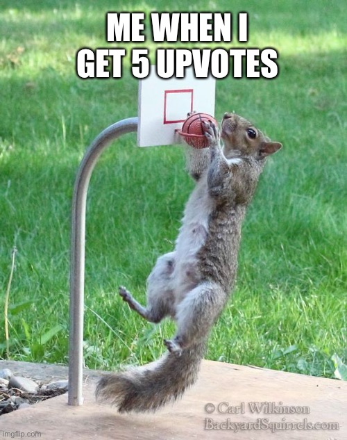 5 upvotes | ME WHEN I GET 5 UPVOTES | image tagged in squirrel basketball | made w/ Imgflip meme maker