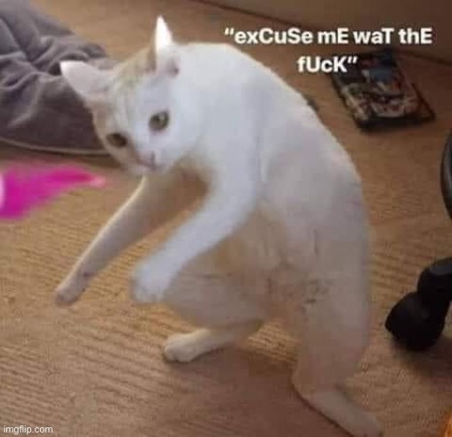 "excuse me wat the f*ck | image tagged in excuse me wat the f ck | made w/ Imgflip meme maker