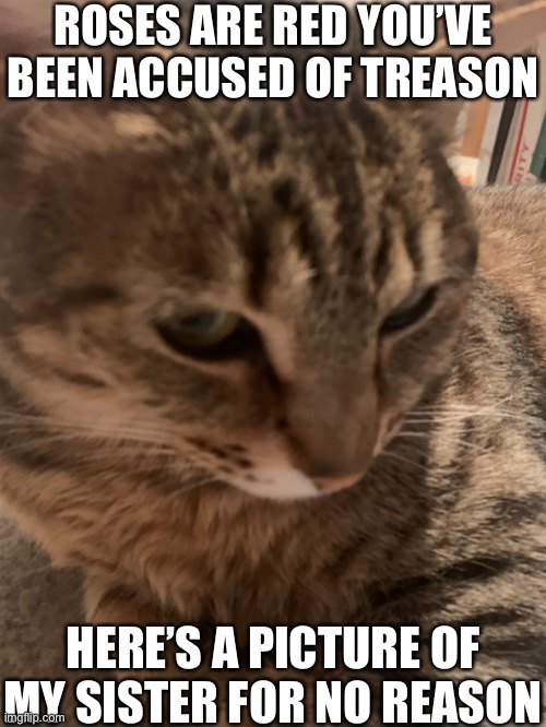 c a t l o a f | ROSES ARE RED YOU’VE BEEN ACCUSED OF TREASON; HERE’S A PICTURE OF MY SISTER FOR NO REASON | made w/ Imgflip meme maker