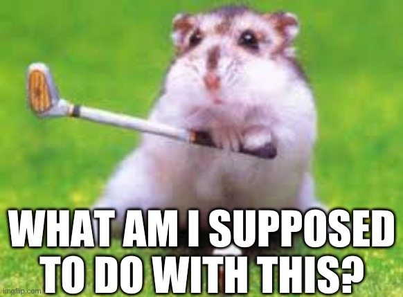 golfing | WHAT AM I SUPPOSED TO DO WITH THIS? | image tagged in hamster | made w/ Imgflip meme maker