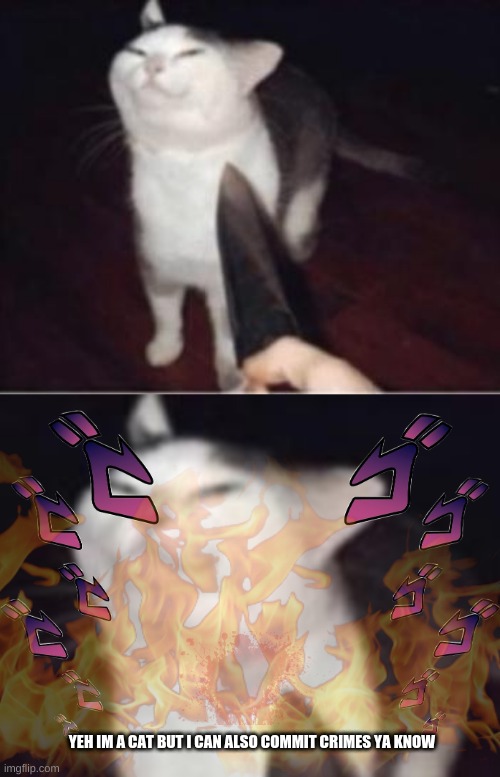 aw hail nah bad catty | YEH IM A CAT BUT I CAN ALSO COMMIT CRIMES YA KNOW | image tagged in tag | made w/ Imgflip meme maker