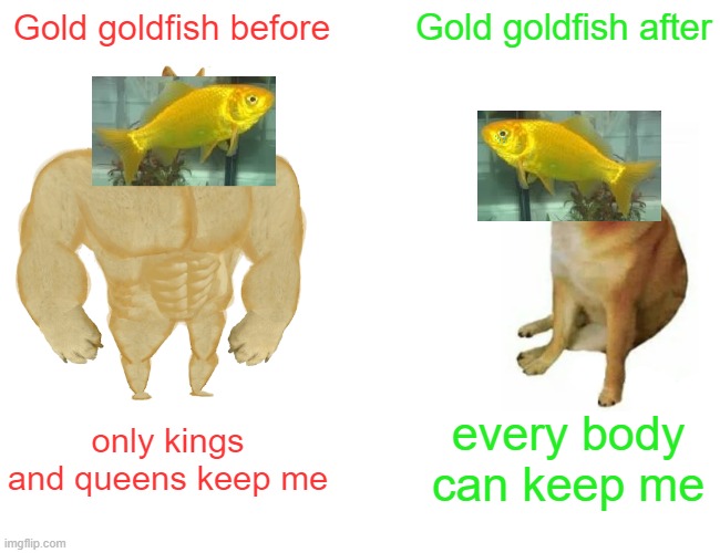 gold goldfish pvp | Gold goldfish before; Gold goldfish after; every body can keep me; only kings and queens keep me | image tagged in memes,buff doge vs cheems | made w/ Imgflip meme maker