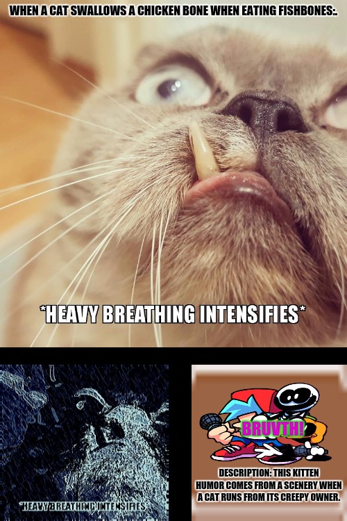 *Heavy Breathing Intensifies* | WHEN A CAT SWALLOWS A CHICKEN BONE WHEN EATING FISHBONES:. BRUVTH! DESCRIPTION: THIS KITTEN HUMOR COMES FROM A SCENERY WHEN A CAT RUNS FROM ITS CREEPY OWNER. | image tagged in memes,heavy breathing cat,cute cat | made w/ Imgflip meme maker