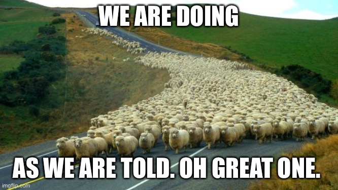 sheep | WE ARE DOING AS WE ARE TOLD. OH GREAT ONE. | image tagged in sheep | made w/ Imgflip meme maker