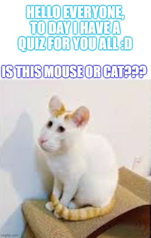 this is mouse...or cat? | HELLO EVERYONE, TO DAY I HAVE A QUIZ FOR YOU ALL :D; IS THIS MOUSE OR CAT??? | image tagged in quiz | made w/ Imgflip meme maker