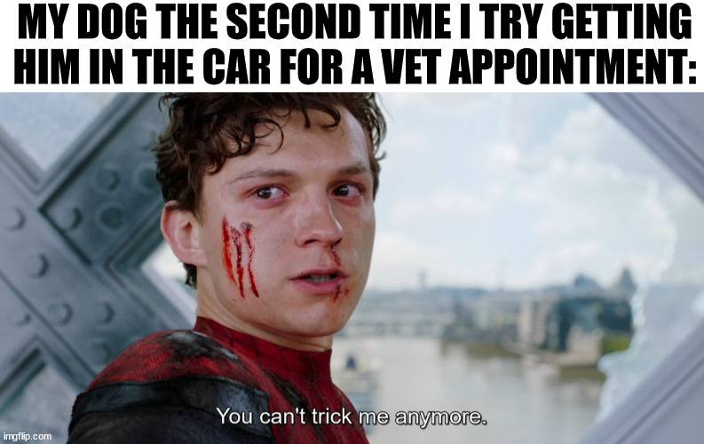 They always know... | MY DOG THE SECOND TIME I TRY GETTING HIM IN THE CAR FOR A VET APPOINTMENT: | image tagged in marvel,peter parker,spiderman | made w/ Imgflip meme maker