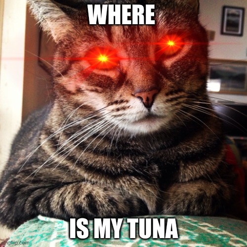Tabby Cat | WHERE; IS MY TUNA | image tagged in tabby cat | made w/ Imgflip meme maker