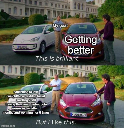 Literally pumping her full of meds and she won't get better | My goat; Getting better; continuing to lose weight/have sudden facial swellings/ still having the damn barber pole worms in her after 3 months and worming her 6 times | image tagged in this is brilliant but i like this | made w/ Imgflip meme maker