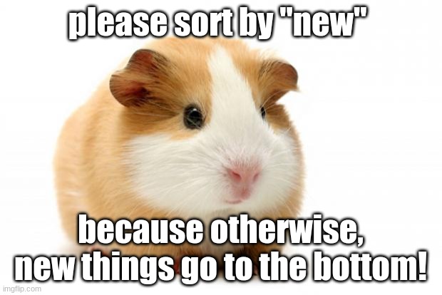 announcment: | please sort by "new"; because otherwise, new things go to the bottom! | image tagged in guinea pig | made w/ Imgflip meme maker