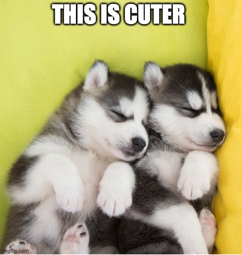 the cute huskies | THIS IS CUTER | image tagged in the cute huskies | made w/ Imgflip meme maker