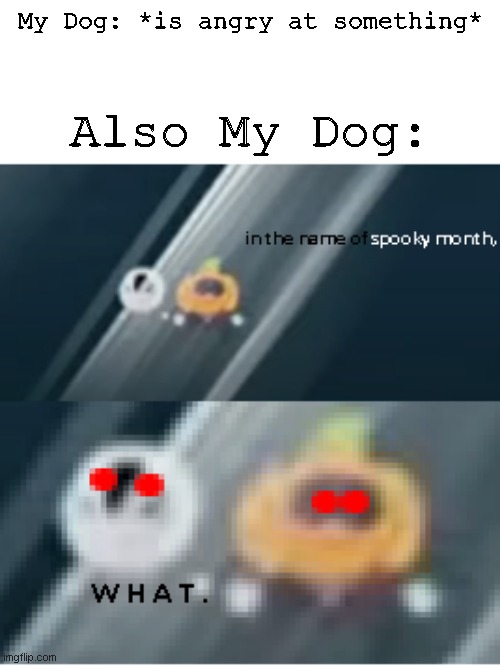Visible spooky concern | My Dog: *is angry at something*; Also My Dog: | image tagged in visible spooky concern | made w/ Imgflip meme maker
