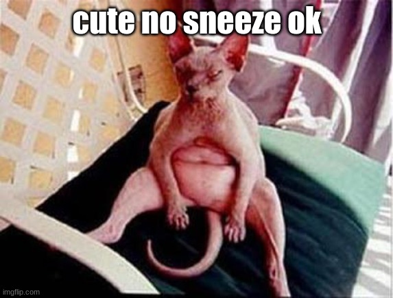 ugly Cat | cute no sneeze ok | image tagged in ugly cat | made w/ Imgflip meme maker