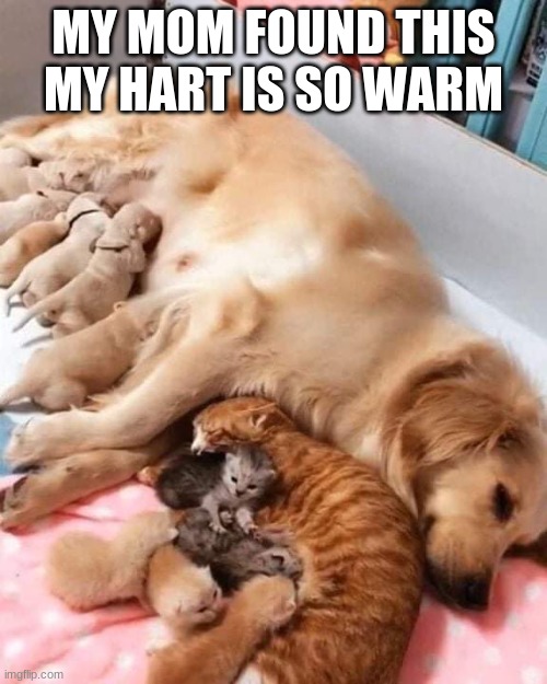 MY MOM FOUND THIS MY HART IS SO WARM | made w/ Imgflip meme maker