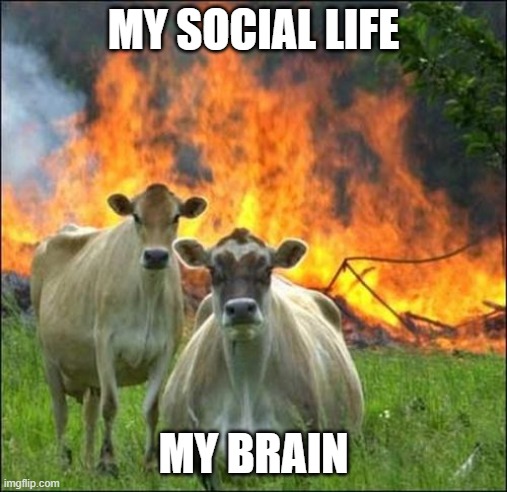 Evil Cows Meme | MY SOCIAL LIFE; MY BRAIN | image tagged in memes,evil cows | made w/ Imgflip meme maker