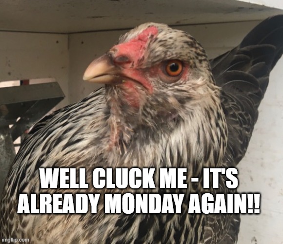 Cluck! | WELL CLUCK ME - IT'S ALREADY MONDAY AGAIN!! | image tagged in i hate mondays,mondays,cluck it's monday | made w/ Imgflip meme maker