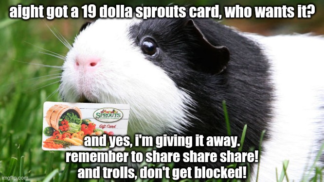 v e g g i e s |  aight got a 19 dolla sprouts card, who wants it? and yes, I'm giving it away.
remember to share share share!
and trolls, don't get blocked! | image tagged in scared guinea pig | made w/ Imgflip meme maker