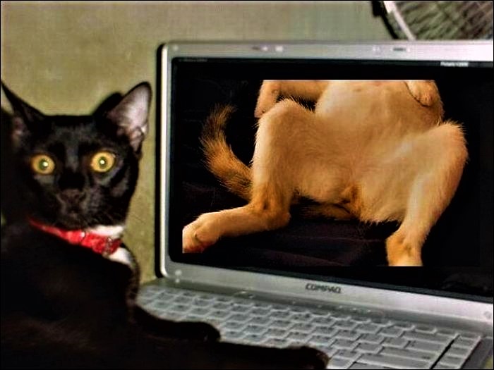 Kitty porn Blank Meme Template