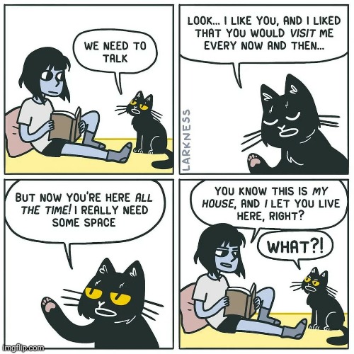 Cats always think your house is their house. | image tagged in funny,comics/cartoons,cats,animals | made w/ Imgflip meme maker