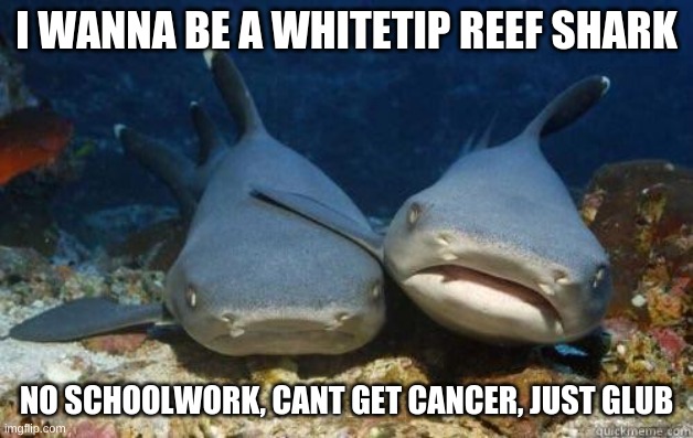 I love these adorable fish | I WANNA BE A WHITETIP REEF SHARK; NO SCHOOLWORK, CANT GET CANCER, JUST GLUB | made w/ Imgflip meme maker
