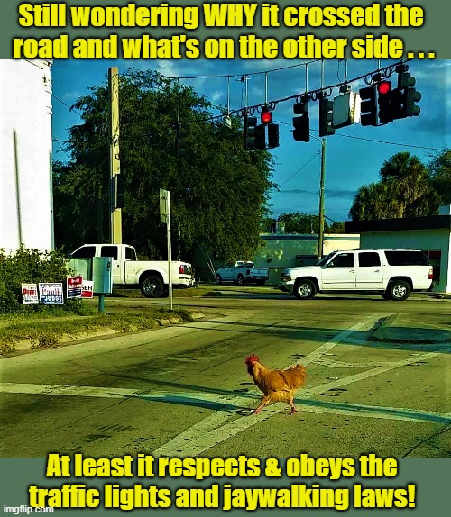 why did the chicken cross the road | Still wondering WHY it crossed the 
road and what's on the other side . . . At least it respects & obeys the 
traffic lights and jaywalking laws! | image tagged in funny animal meme,why did the chicken cross the road,chicken,jaywalking,traffic lights,question | made w/ Imgflip meme maker