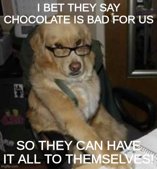 smart dog | I BET THEY SAY CHOCOLATE IS BAD FOR US; SO THEY CAN HAVE IT ALL TO THEMSELVES! | image tagged in smart dog | made w/ Imgflip meme maker