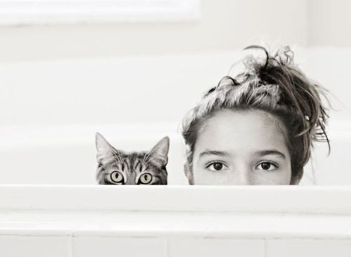 image tagged in cats