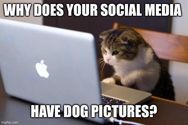 Cat using computer | WHY DOES YOUR SOCIAL MEDIA; HAVE DOG PICTURES? | image tagged in cat using computer | made w/ Imgflip meme maker