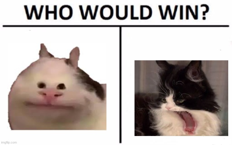 upvote for first cat downvote for second cat | image tagged in memes,who would win | made w/ Imgflip meme maker