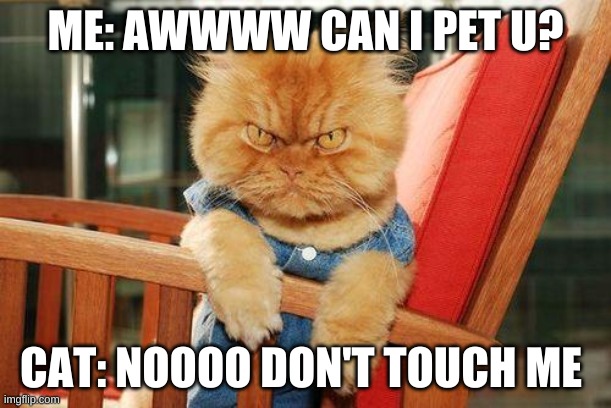 mad cat | ME: AWWWW CAN I PET U? CAT: NOOOO DON'T TOUCH ME | image tagged in mad cat | made w/ Imgflip meme maker