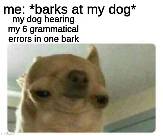 my dog | me: *barks at my dog*; my dog hearing my 6 grammatical errors in one bark | image tagged in dogs,memes,bad grammer | made w/ Imgflip meme maker