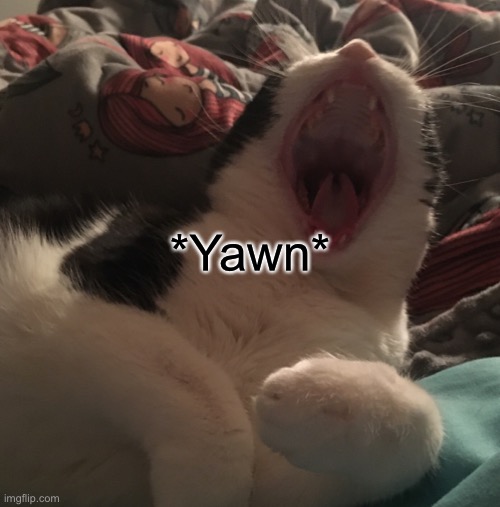 This cat tired.. | *Yawn* | image tagged in cats | made w/ Imgflip meme maker
