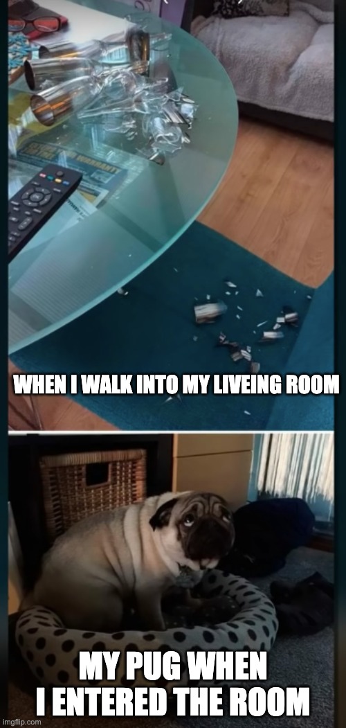 PUG BOI | WHEN I WALK INTO MY LIVEING ROOM; MY PUG WHEN I ENTERED THE ROOM | image tagged in pug,pugs,funny,dogs | made w/ Imgflip meme maker