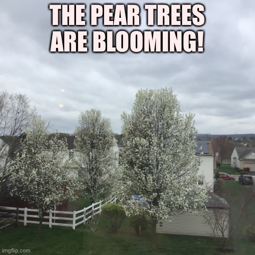 They are pretty (taken 4:54 pm EST Monday April 12, 2021) | THE PEAR TREES ARE BLOOMING! | image tagged in pear tree,photos,pretty | made w/ Imgflip meme maker