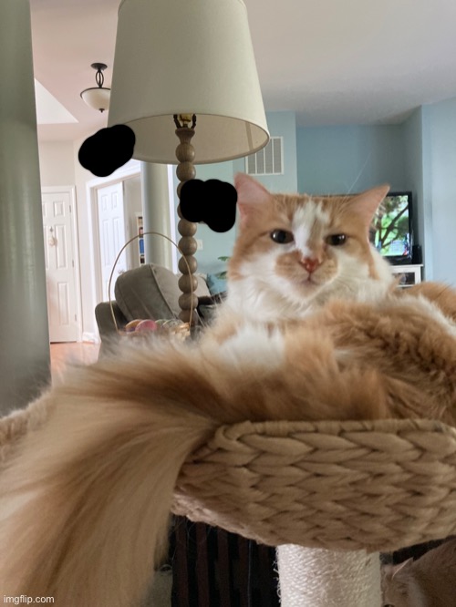 I don’t actually know what he’s lookin at but he’s cute | made w/ Imgflip meme maker