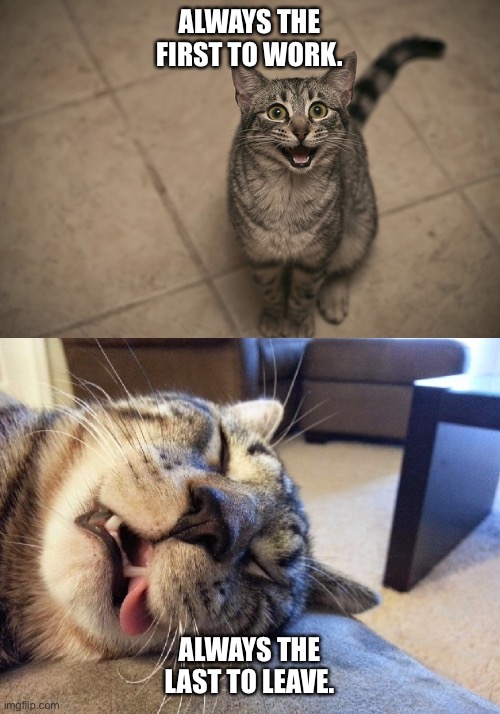 excited exhausted cats | ALWAYS THE FIRST TO WORK. ALWAYS THE LAST TO LEAVE. | image tagged in excited exhausted cats | made w/ Imgflip meme maker